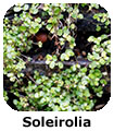 Soleirolia